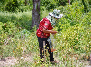 รับสมัครการยื่นตรวจรับรองแปลงผลิตสินค้าเกษตรตามระบบมาตรฐาน ... พารามิเตอร์รูปภาพ 9