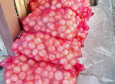 สำนักงานสหกรณ์จังหวัดนราธิวาส ช่วยกระจายหอมหัวใหญ่ พารามิเตอร์รูปภาพ 4